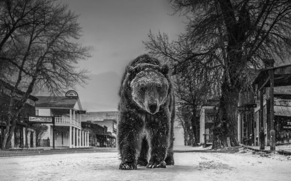 David Yarrow, The Out of Towner