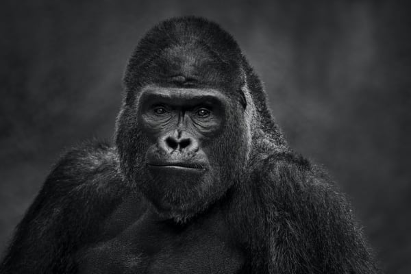 David Yarrow, The Senator