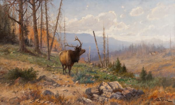 John Fery, Competition