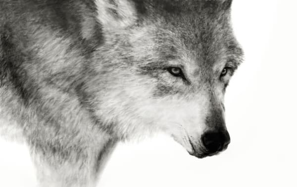 Kenneth Peloke - On the Hunt