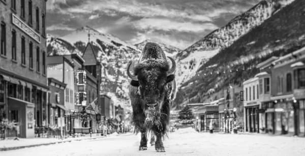 David Yarrow, The Bison on Main