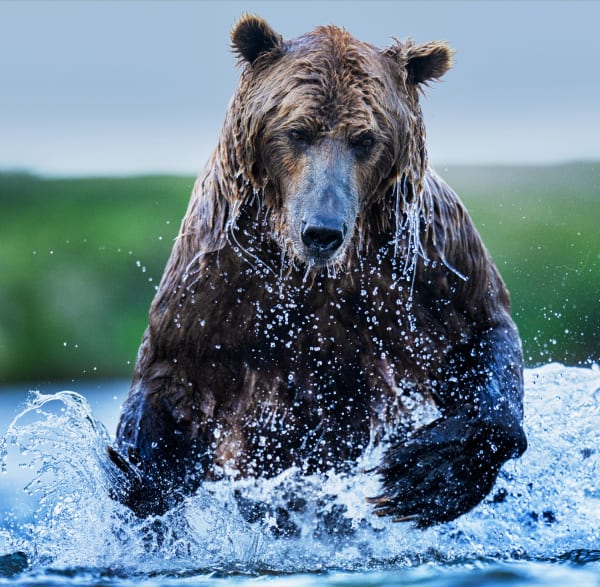 David Yarrow, Gone Fishing