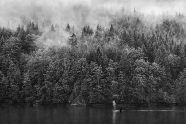 Paul Nicklen, Hidden Paths , 2018