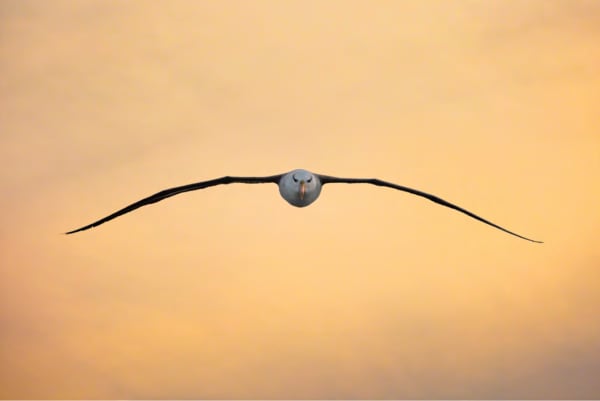 Cristina Mittermeier, Symmetry In Motion, 2015