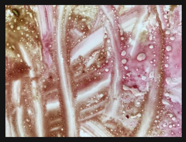 Ringo Starr, Octopus' Garden, 2017