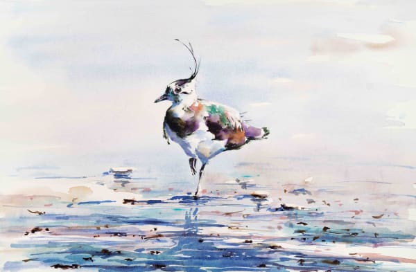Julia Cassels, Lapwing