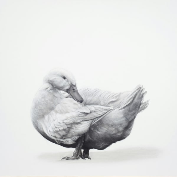 Lucy Boydell, Pekin Duck