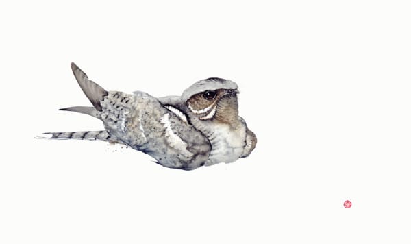 Karl Martens, Nightjar