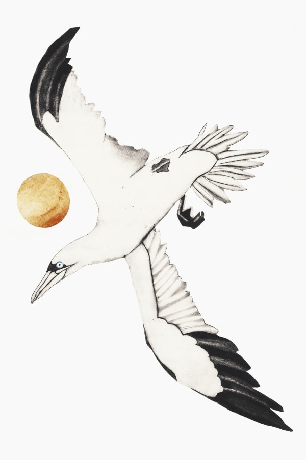 Beatrice Forshall, Gannet (Unframed)