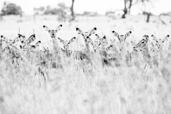 Charlie Dailey, Spirits of the Bush