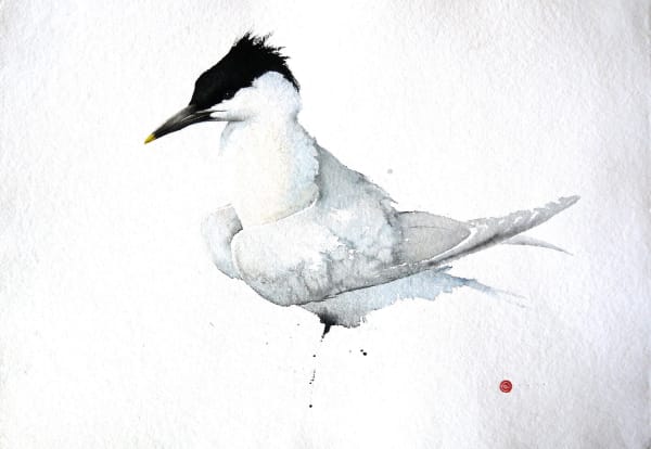 Karl Martens, Sandwich Tern (Hungerford Gallery)