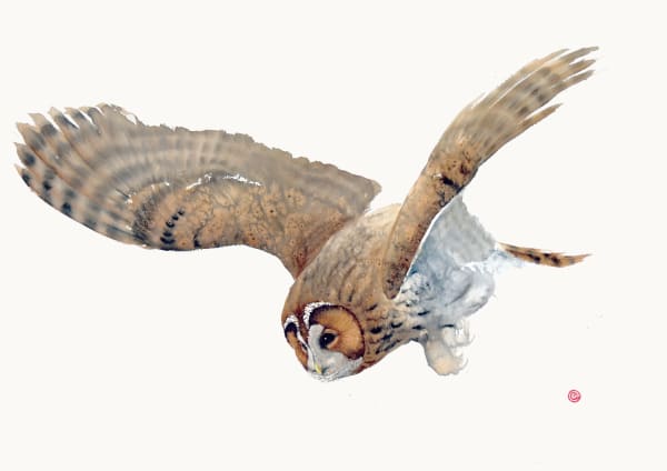 Karl Martens, Tawny Owl Flying