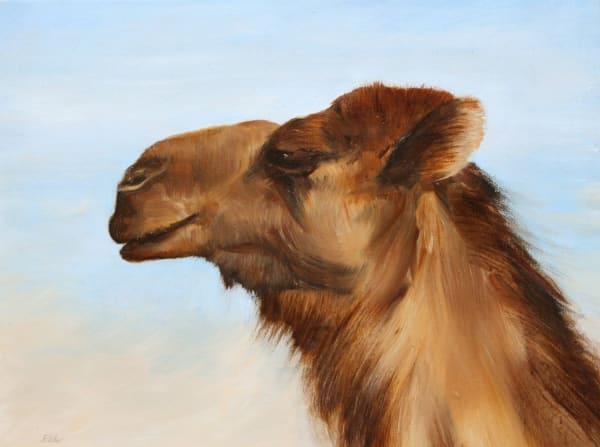 Sarah Elder, Morning Camel