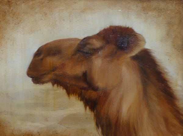 Sarah Elder, Camel