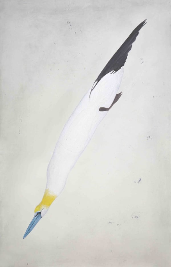 Kate Boxer, Gannet (Unframed)