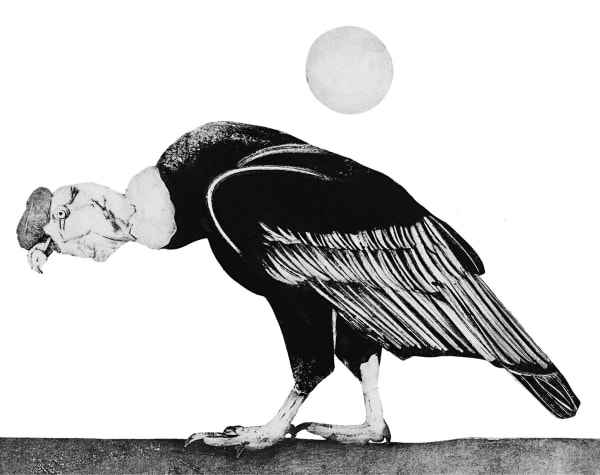 Beatrice Forshall, Andean Condor II (unframed)