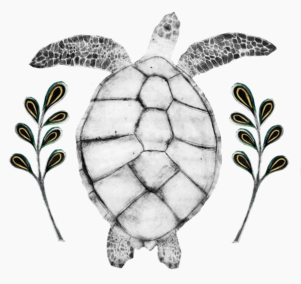 Beatrice Forshall, Hawksbill Turtle (Unframed)