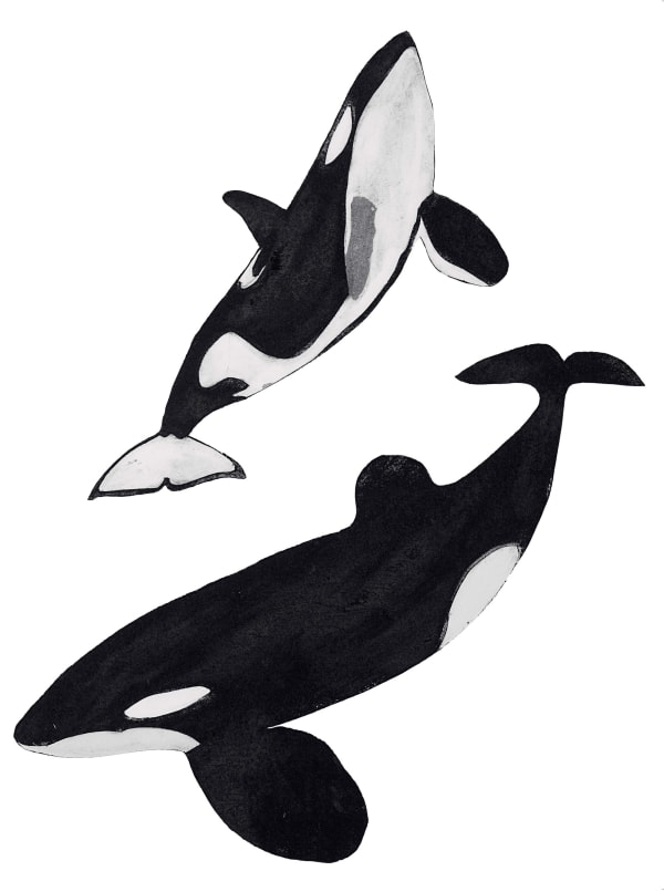 Beatrice Forshall, Orcas (unframed)