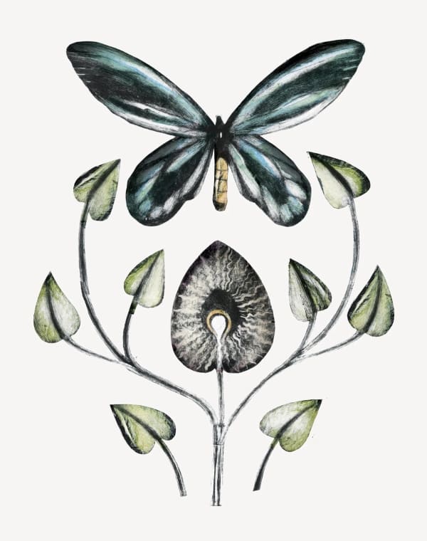 Beatrice Forshall, The Queen Alexandra Birdwing (Unframed)