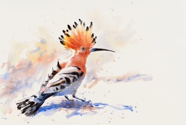 Julia Cassels, Hoopoe