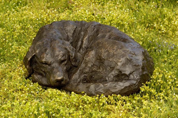 Rosemary Cook, Snowy - Sleeping Labrador