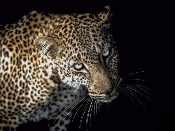 Riccardo Tosi, Eyes