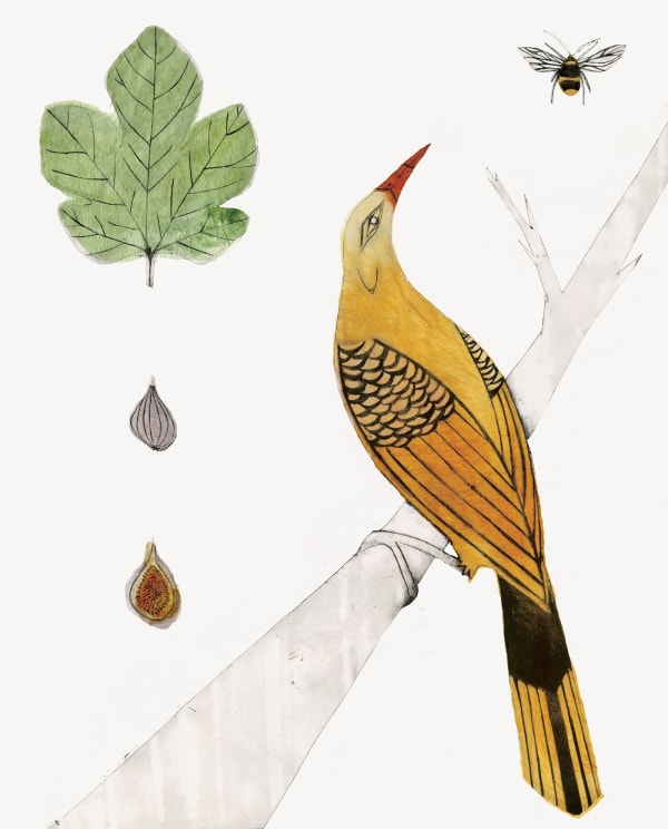 Beatrice Forshall, Golden Oriole (Unframed)