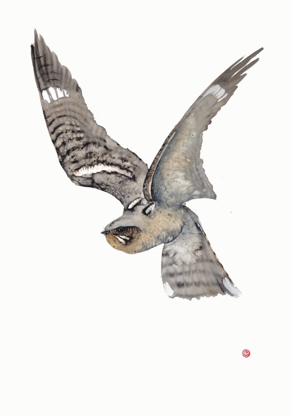 Karl Martens, Nightjar Flying