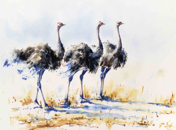 Julia Cassels, A Trio of Ostriches