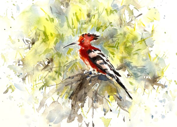Julia Cassels, African Hoopoe