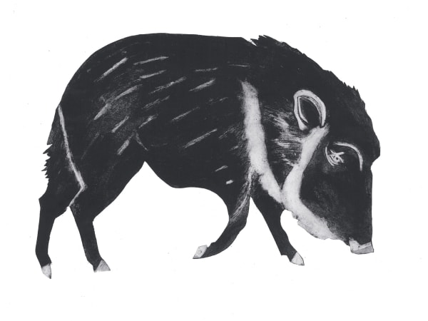 Beatrice Forshall, Chacoan Peccary (unframed)