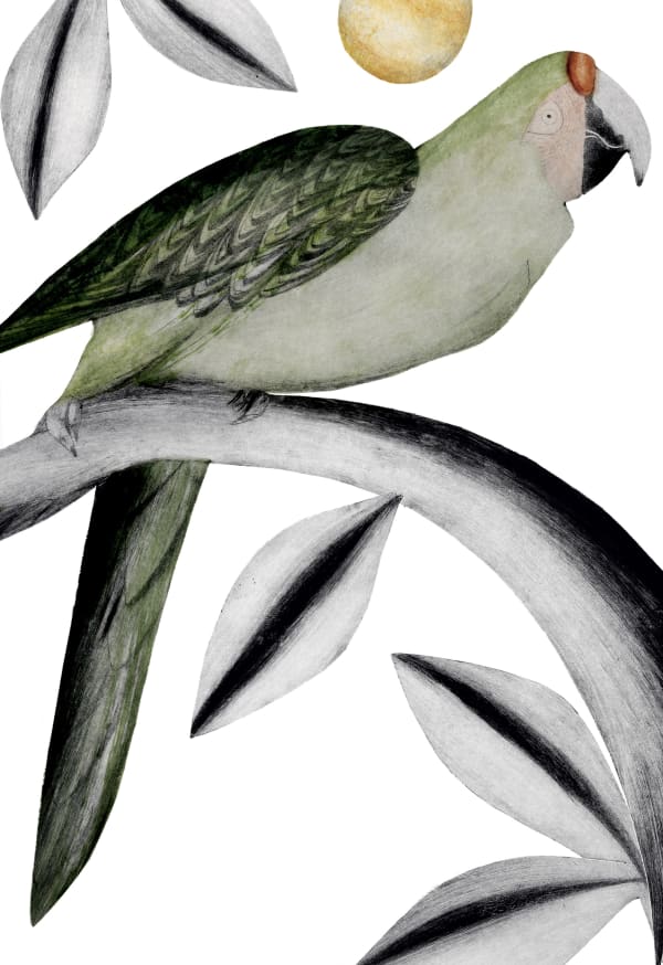 Beatrice Forshall, Great Green Macaw (unframed)