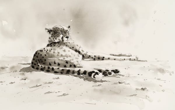 Julia Cassels, Siesta