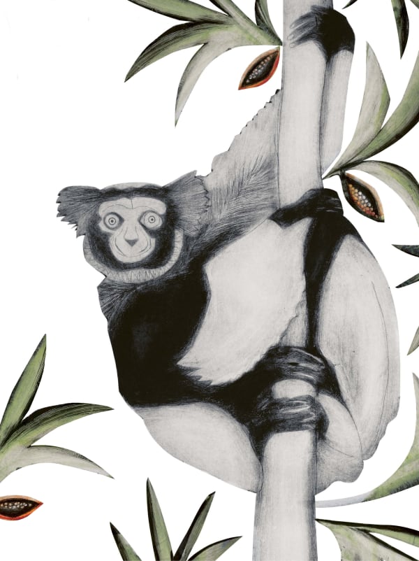 Beatrice Forshall, Black and White Ruffed Lemur (unframed)