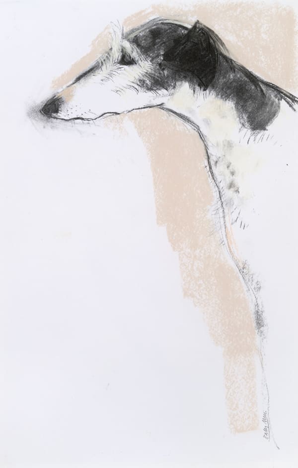 Sally Muir, Amina