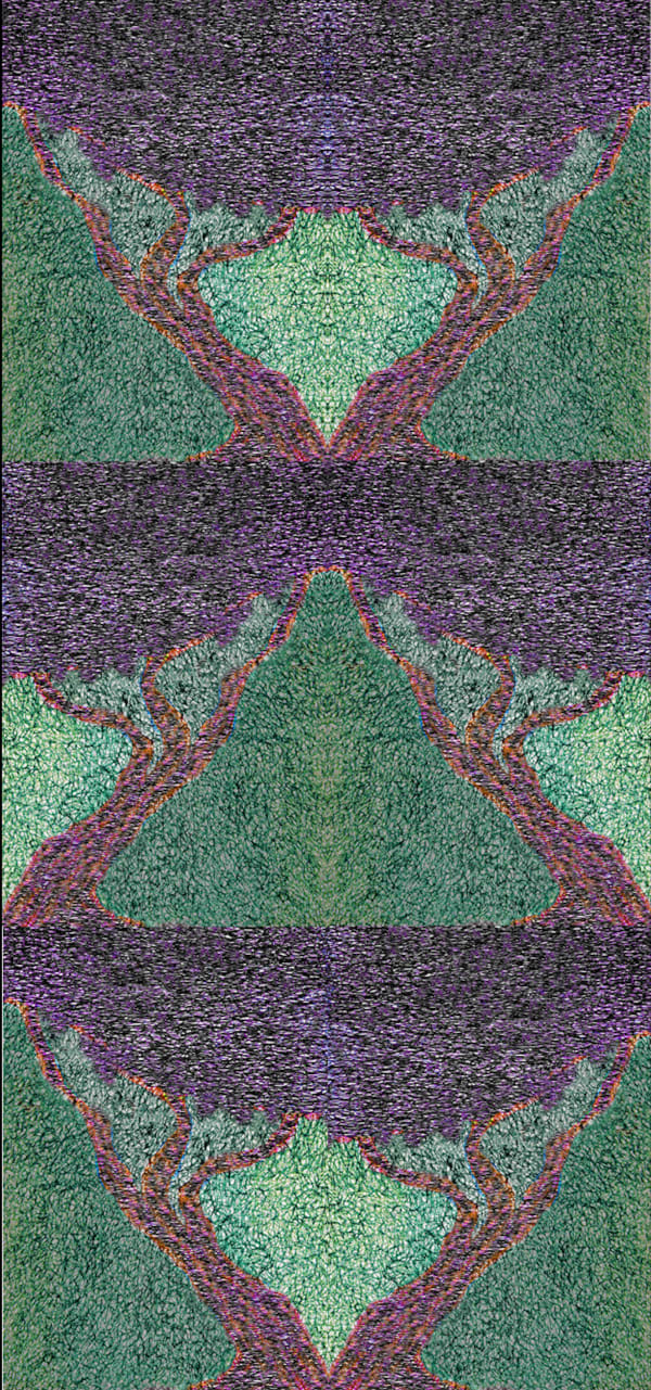 Jacaranda , 2024