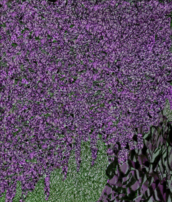 Wisteria Purple , 2024