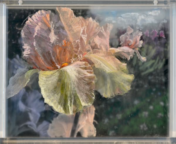 Irises, 3 Years , 2020