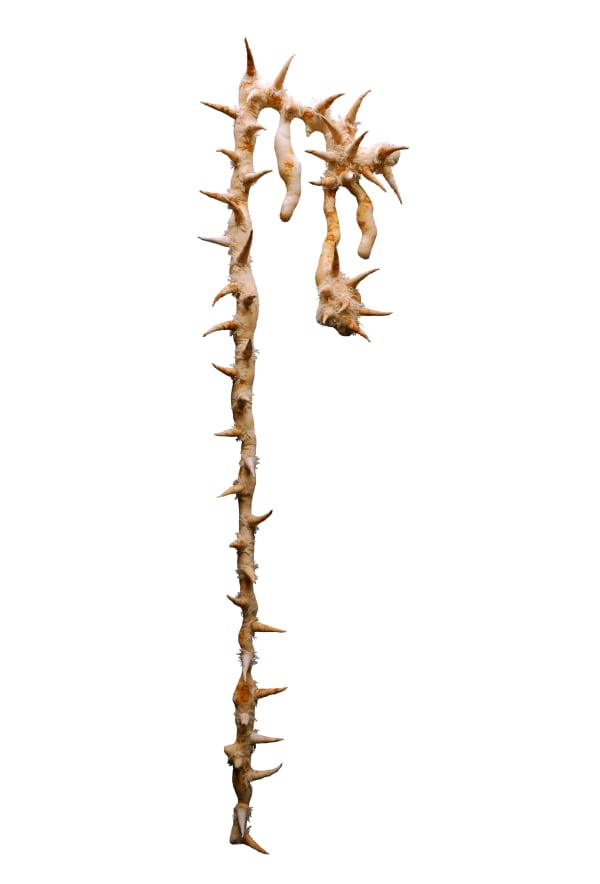 Meta Enjelita - Tarangga Detail #3, 2024