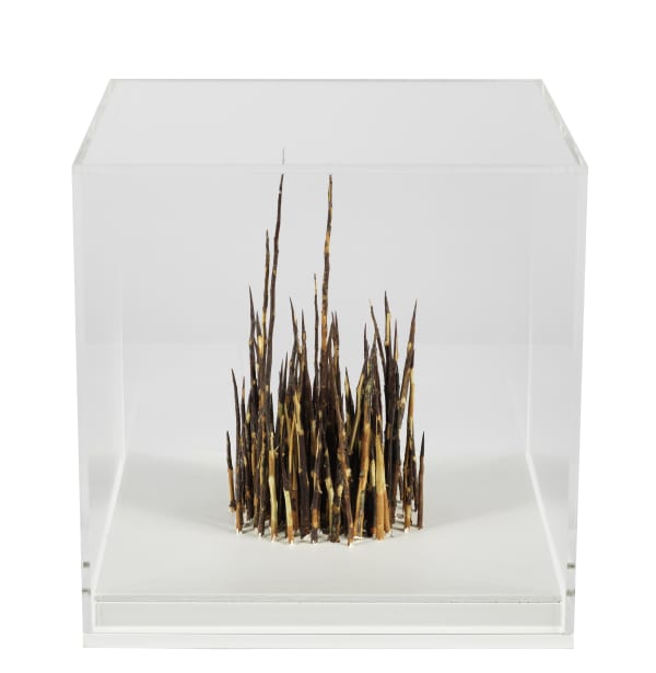 Andy Goldsworthy, Blackthorn, Hawthorn, Dumfriesshire, Scotland, 2018
