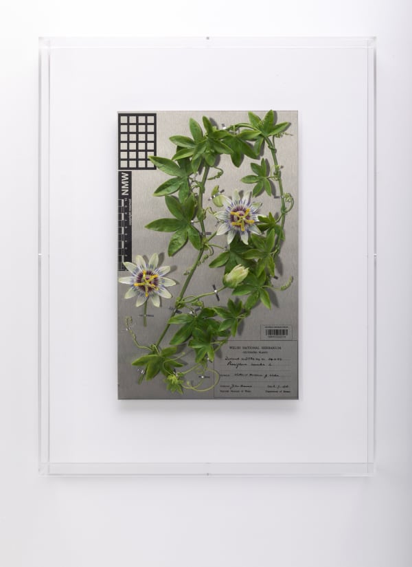 Annette Marie Townsend, Aliens 1956, 2021