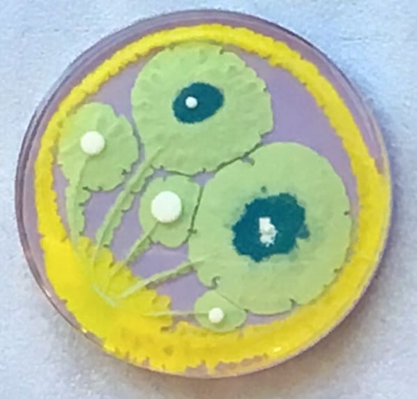 Klari Reis, Daisy, 2017