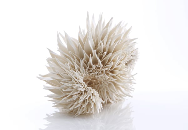 Nuala O'Donovan, Teasel Double Curve