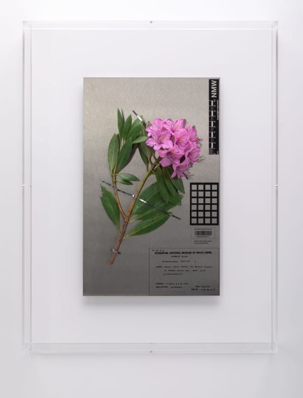 Annette Marie Townsend, Aliens 1992, 2021