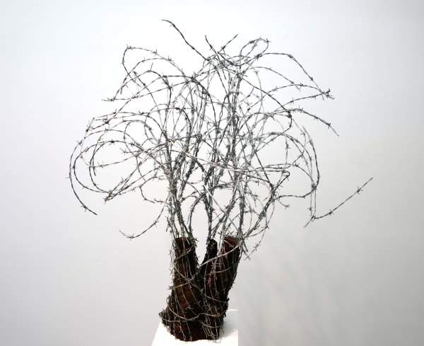 Abdul Rahman Katanani Arbre 6 barbed wire and olive wood 105 x 85 x 100 cm