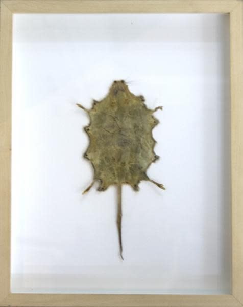 Christian Gonzenbach Mexico Engraving skin 30 x 24 cm