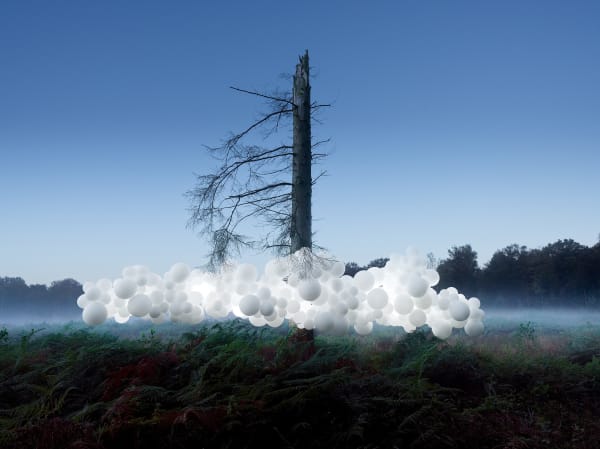 Charles Petillon Scolytes (large), 2024 Photographic pigmentary print mounted on aluminum 100 x 136 cm 39 3/7 x 53 5/4 in Ed. /3 + 2AP