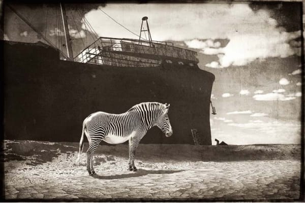 Jan Gulfoss, Zèbre devant une épave, 2015