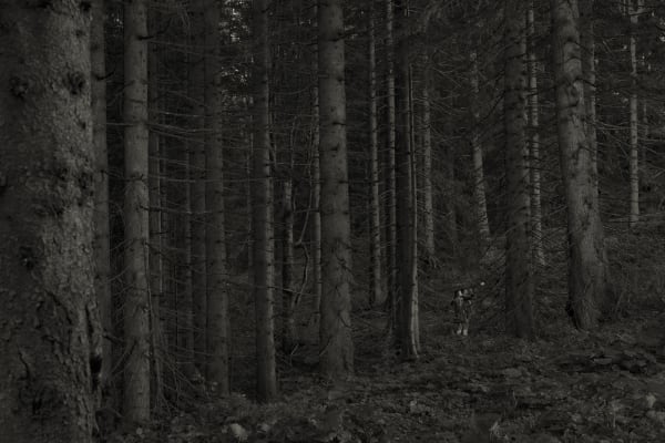Erwin Olaf, Im Wald Zwischen den Bäumen 2020, 2020