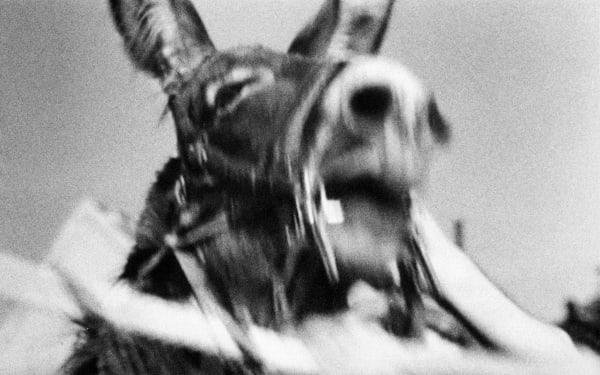 Pouya Parsamagham, Balthazar, 2018